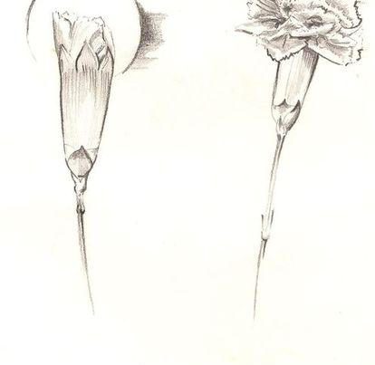 Potloodtekening van bloem