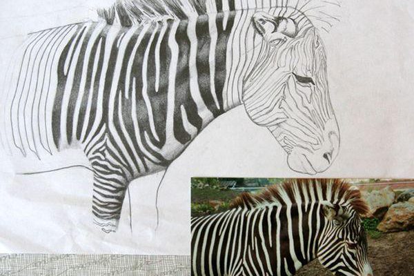 Zebra 3 foto (Potlood)